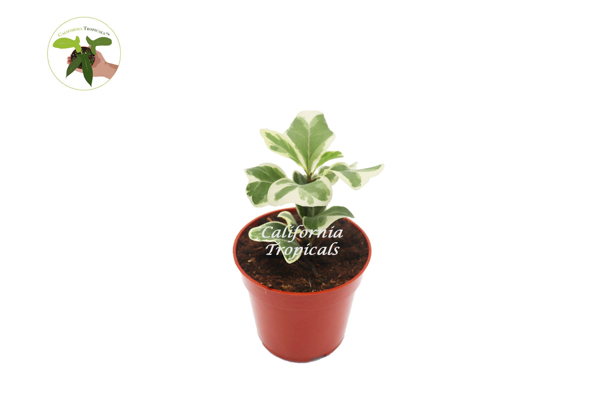 Ficus Triangularis Variegata live plant in a 4" grower's pot