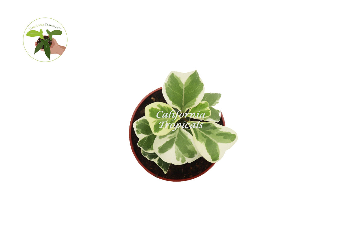 Ficus Triangularis Variegata live plant foliage detail