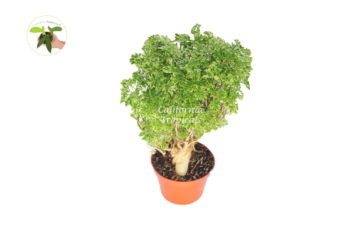 Variegated Ming Aralia (Polyscias) live plant in a 6" grower's pot