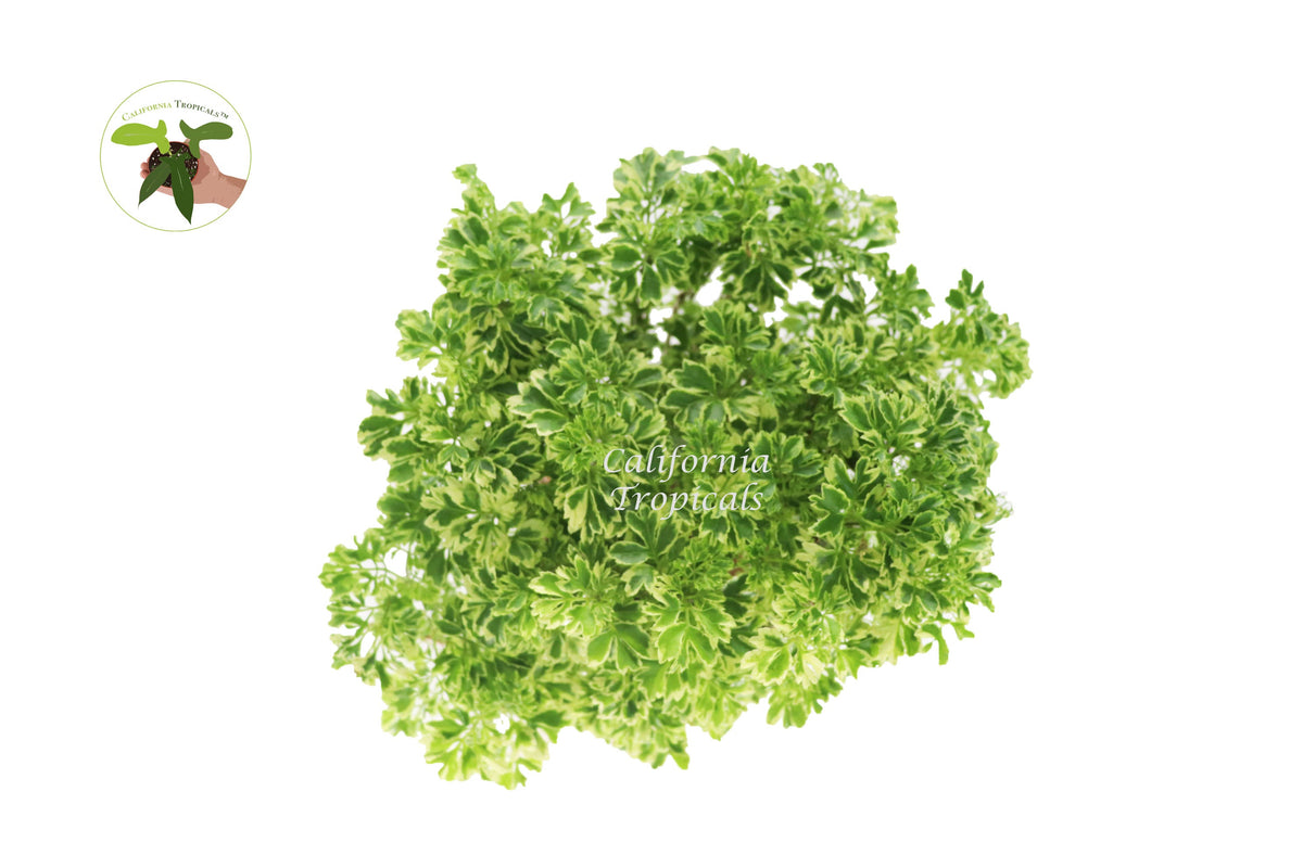 Variegated Ming Aralia (Polyscias) live plant foliage detail
