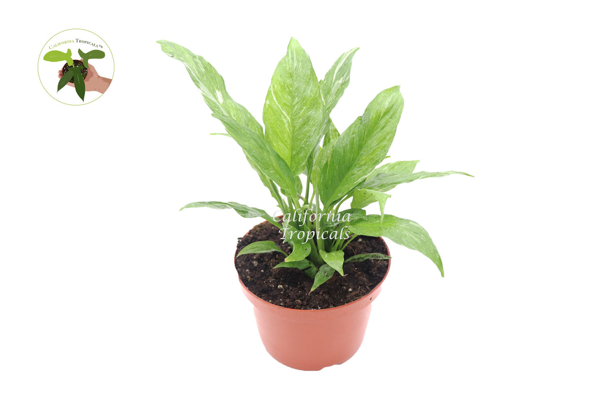 Spathiphyllum 'Domino' Variegated Peace Lily live plant in a 6" grower's pot