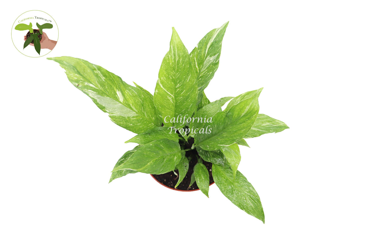 Spathiphyllum 'Domino' Variegated Peace Lily live plant foliage detail