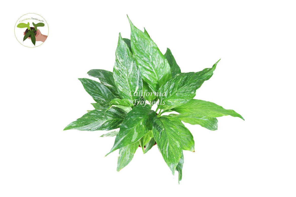 Spathiphyllum 'Domino' Variegated Peace Lily live plant foliage detail