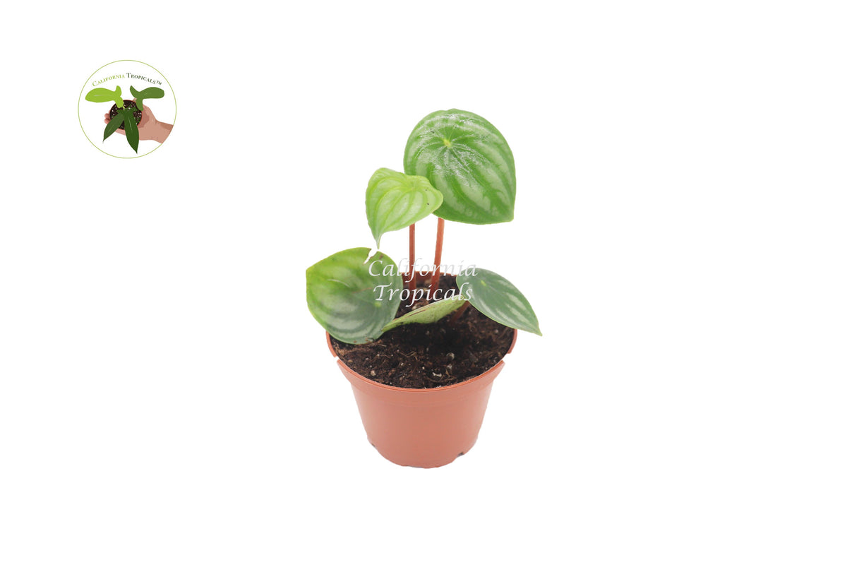 Watermelon Peperomia (Peperomia Argyreia) live plant in a 2" grower's pot