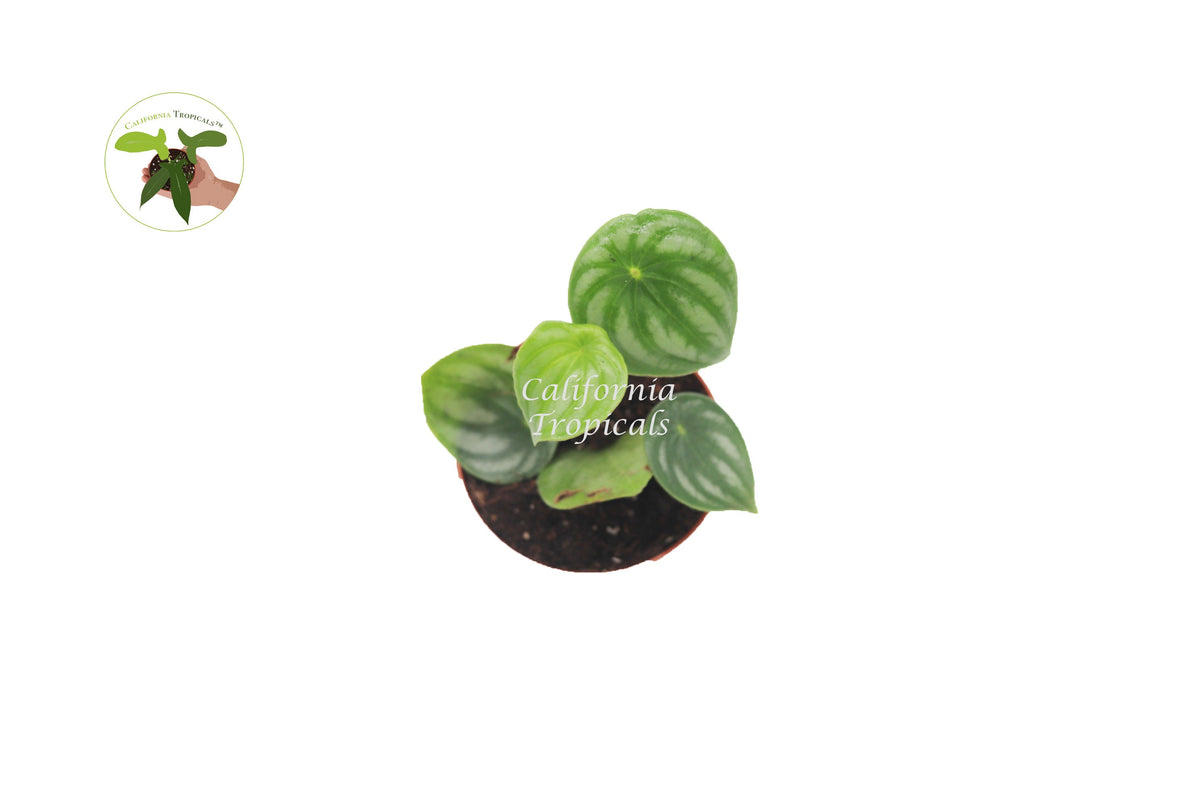 Watermelon Peperomia (Peperomia Argyreia) live plant foliage detail