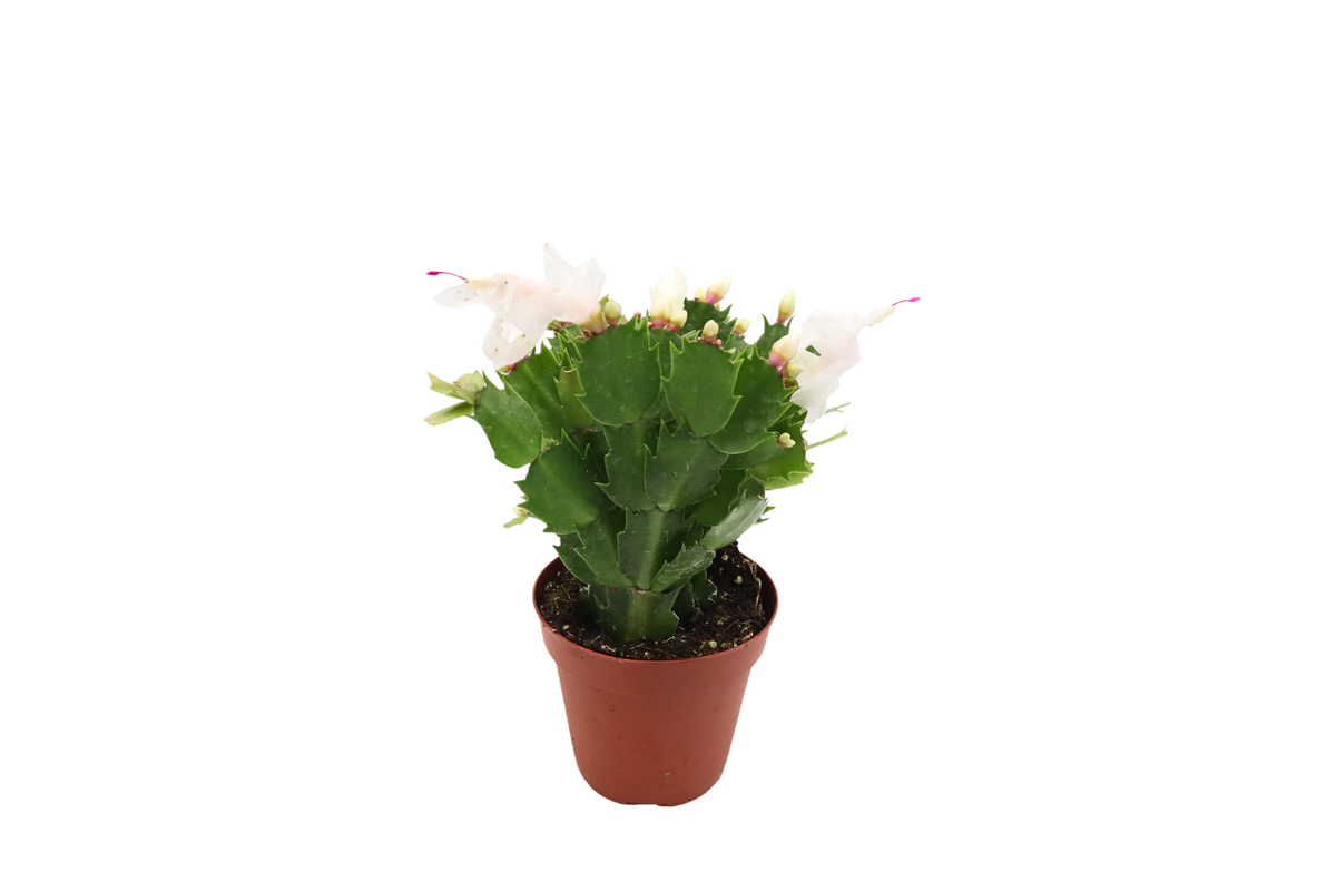 Holiday Cactus (Schlumbergera), White