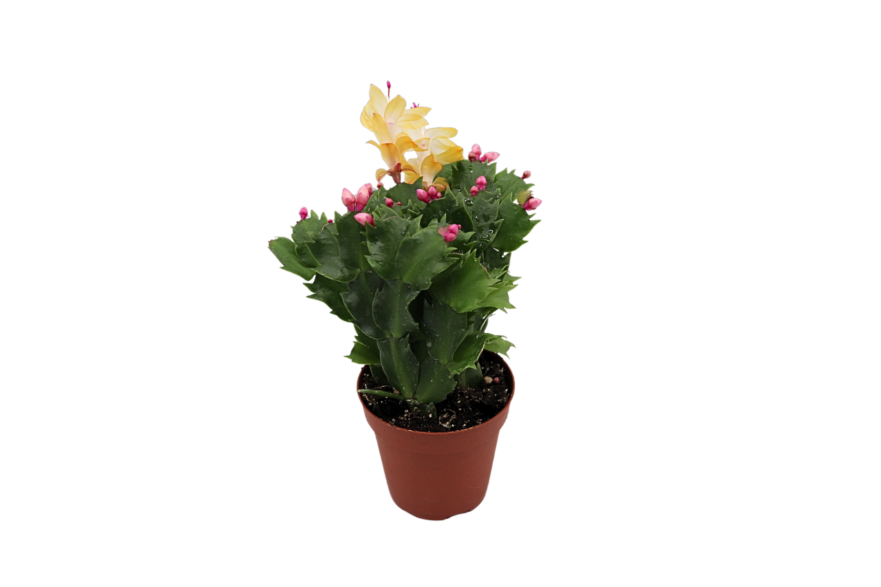 Zygocactus Yellow (Golden Dancer)  Christmas Cactus - 4'' from California Tropicals