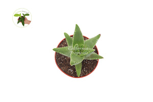 Aloe Brevifolia - 4'' from California Tropicals