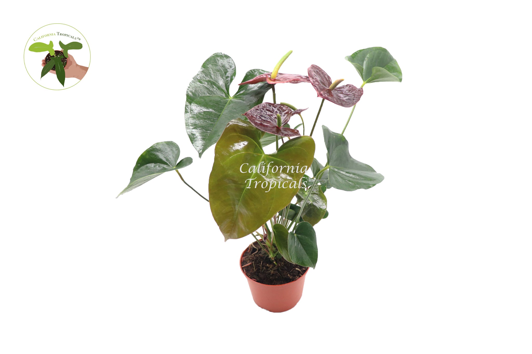 Anthurium Sempre  - 6'' from California Tropicals