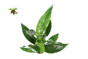 Aspidistra -6'' from California Tropicals