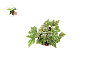 Begonia Dregei - 4'' from California Tropicals