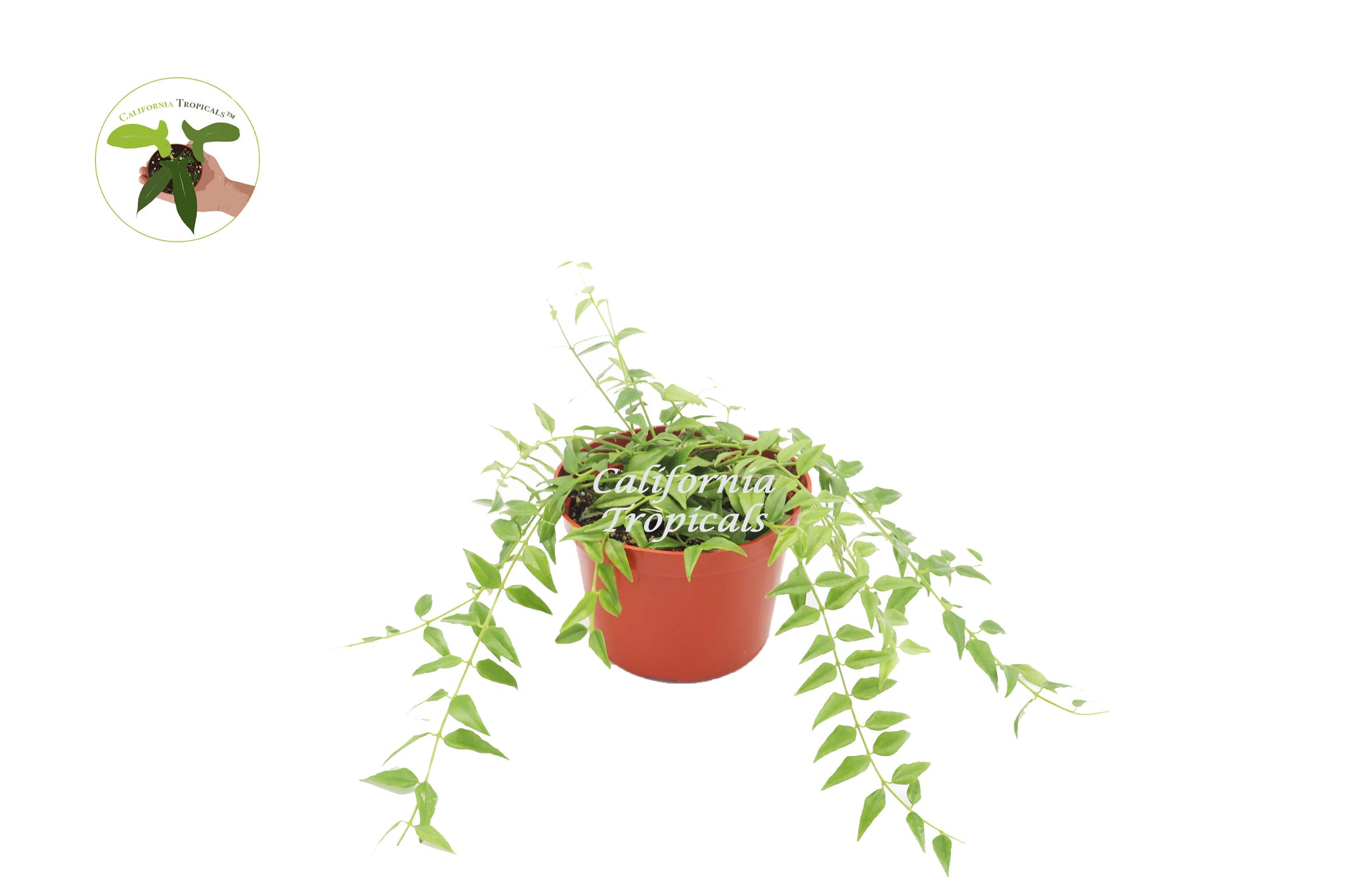 Octagonal Plastic Baskets - Flori-Culture Tropical Nursery + Hoya