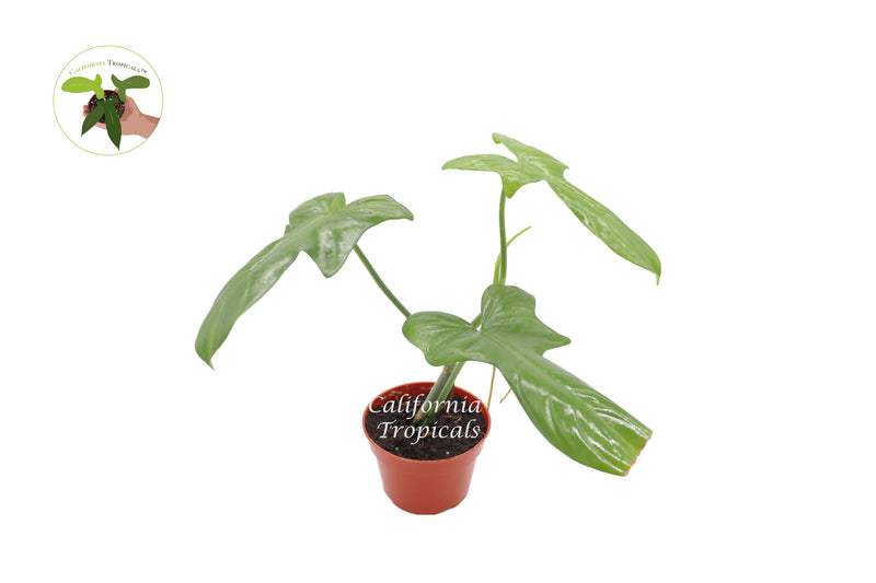 RARE Philodendron Bipennifolium - 4" from California Tropicals