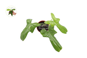 philodendron bipennifolium price RARE Philodendron Bipennifolium
