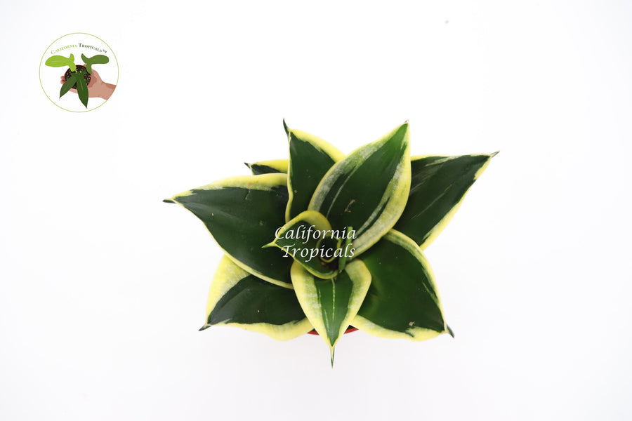 Sansevieria Black Gold 4 inch houseplant, upright foliage in nursery pot