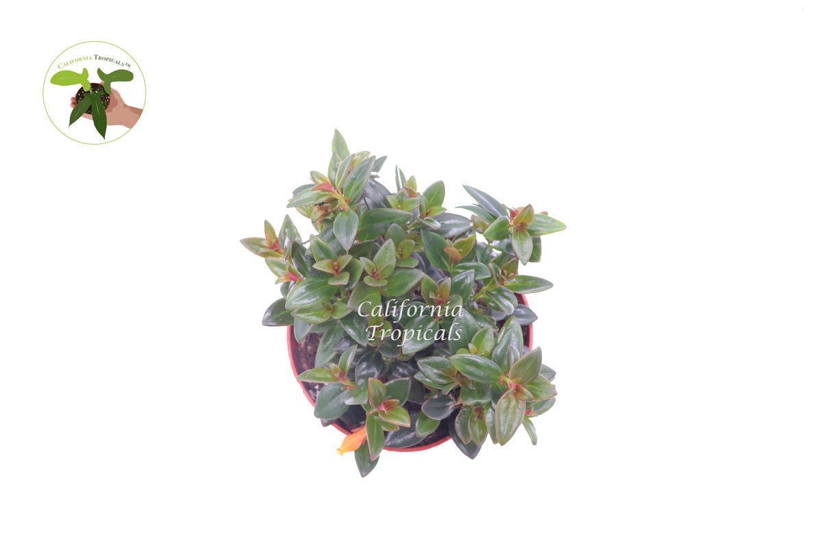 Black Goldfish Plant, 6 inch, hanging basket