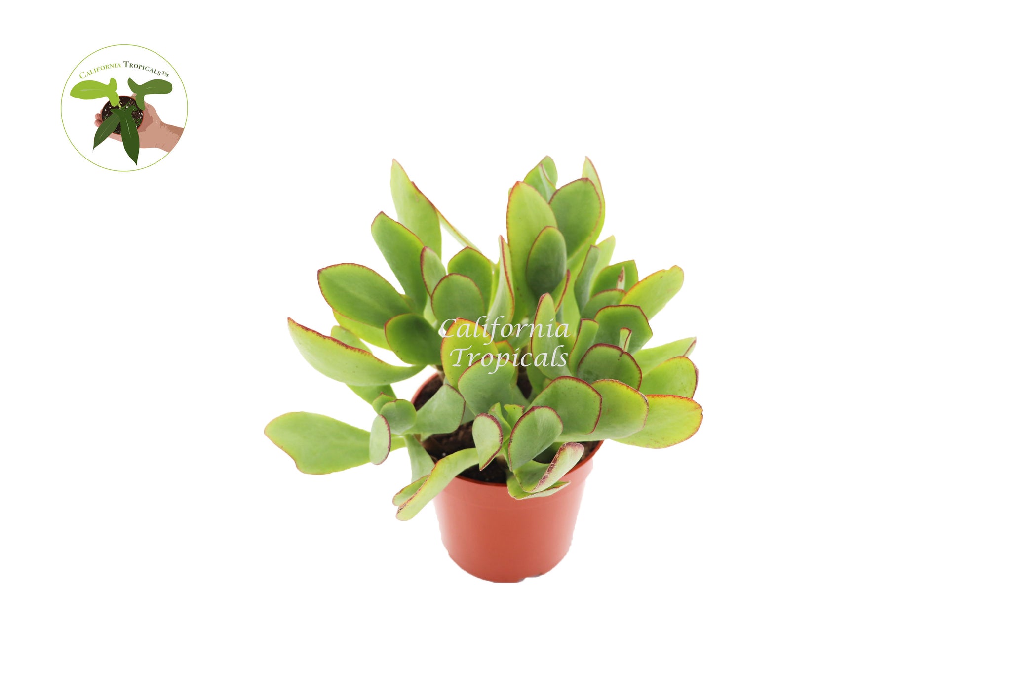 Crassula ‘Blue Bird Jade’ - 4'' from California Tropcials