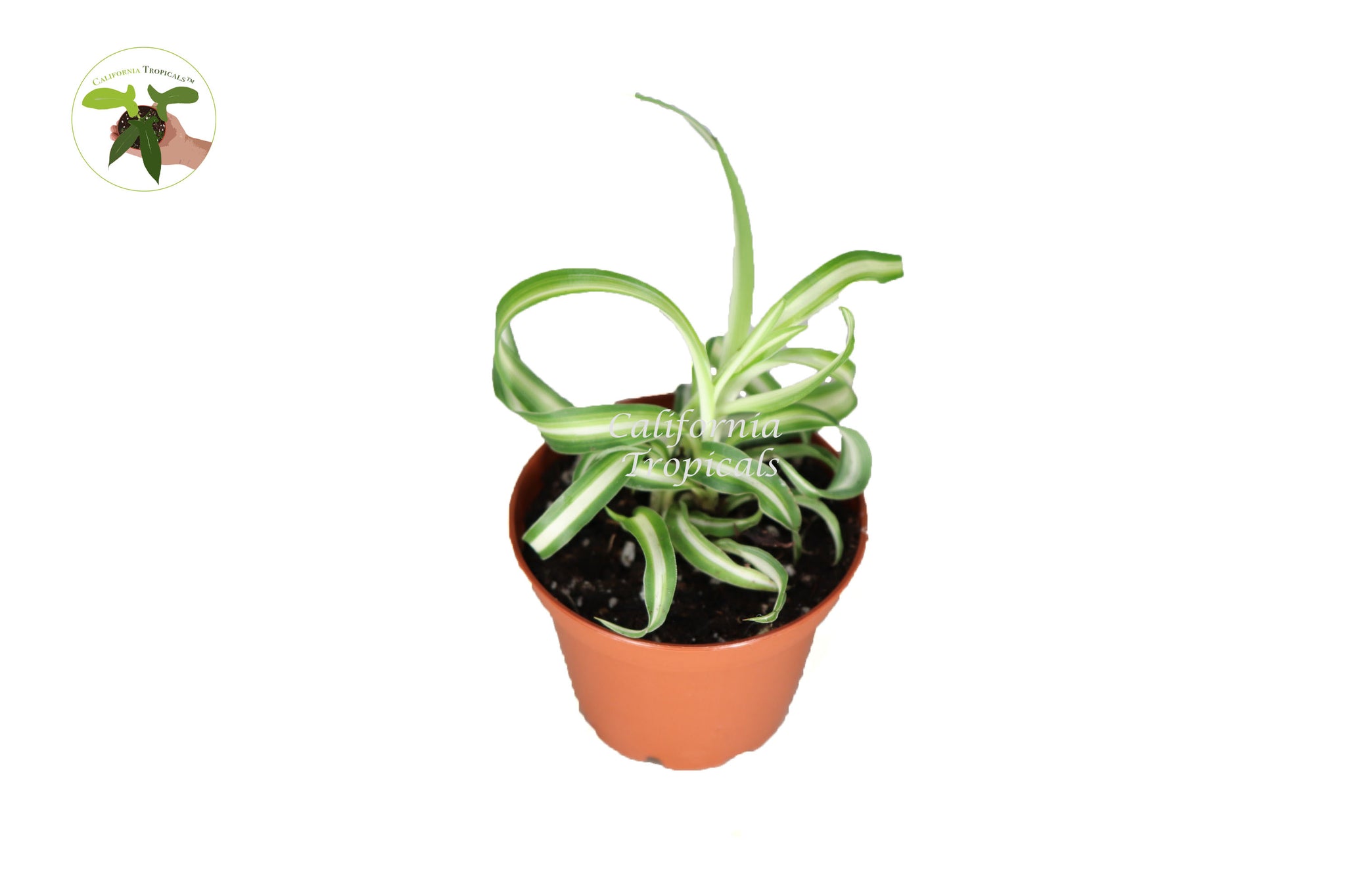 Bonnie Curly Spider Plant - 2'' from California Tropicals