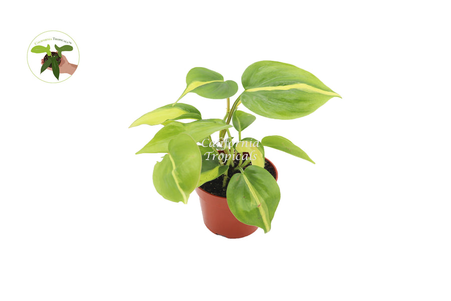 Philodendron Brazilian in a 4 inch pot, trailing foliage ready for hanging