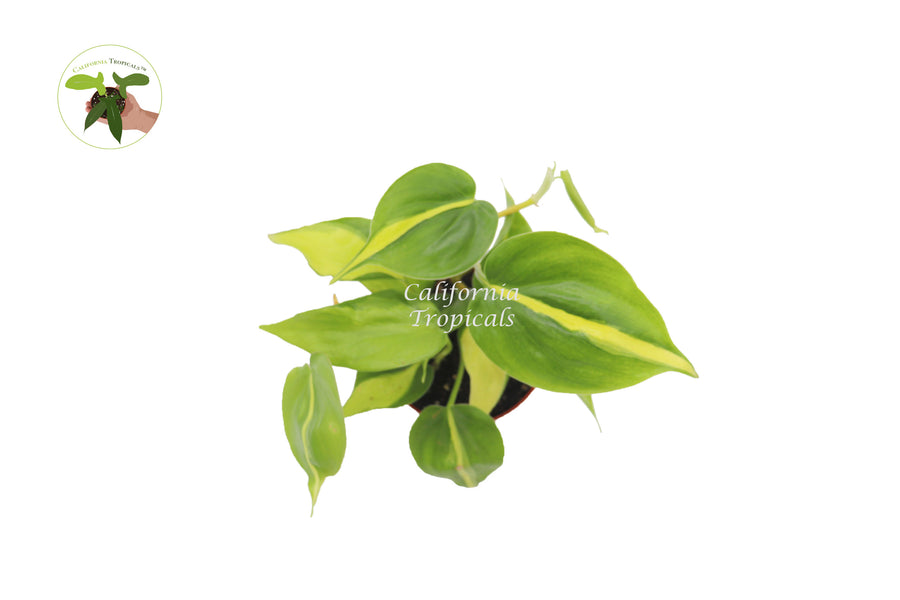Potted Philodendron Brazilian 4 inch specimen, well rooted and suitable for bright indirect light