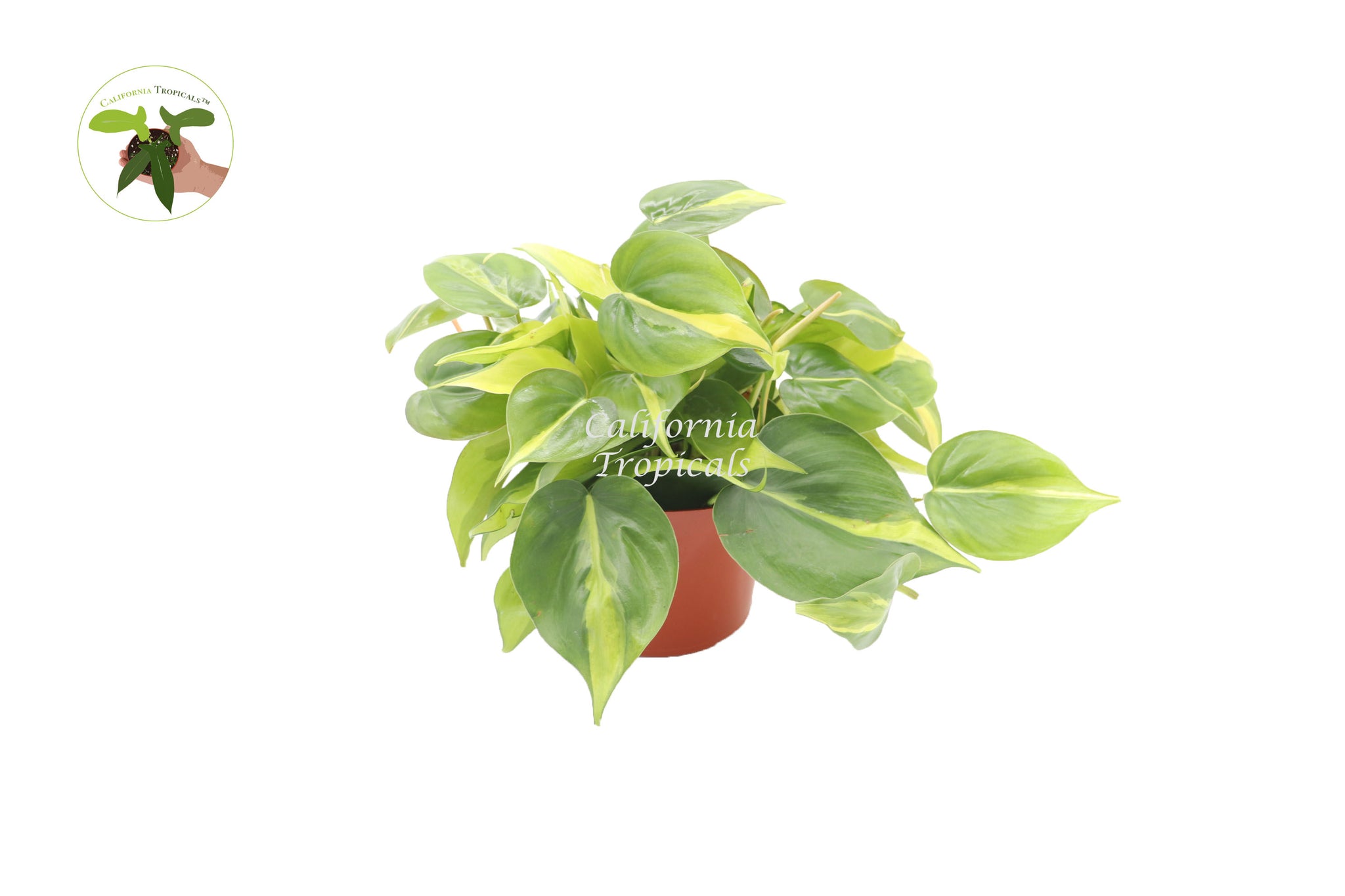 Philodendron Brazil - 6" from California Tropicals