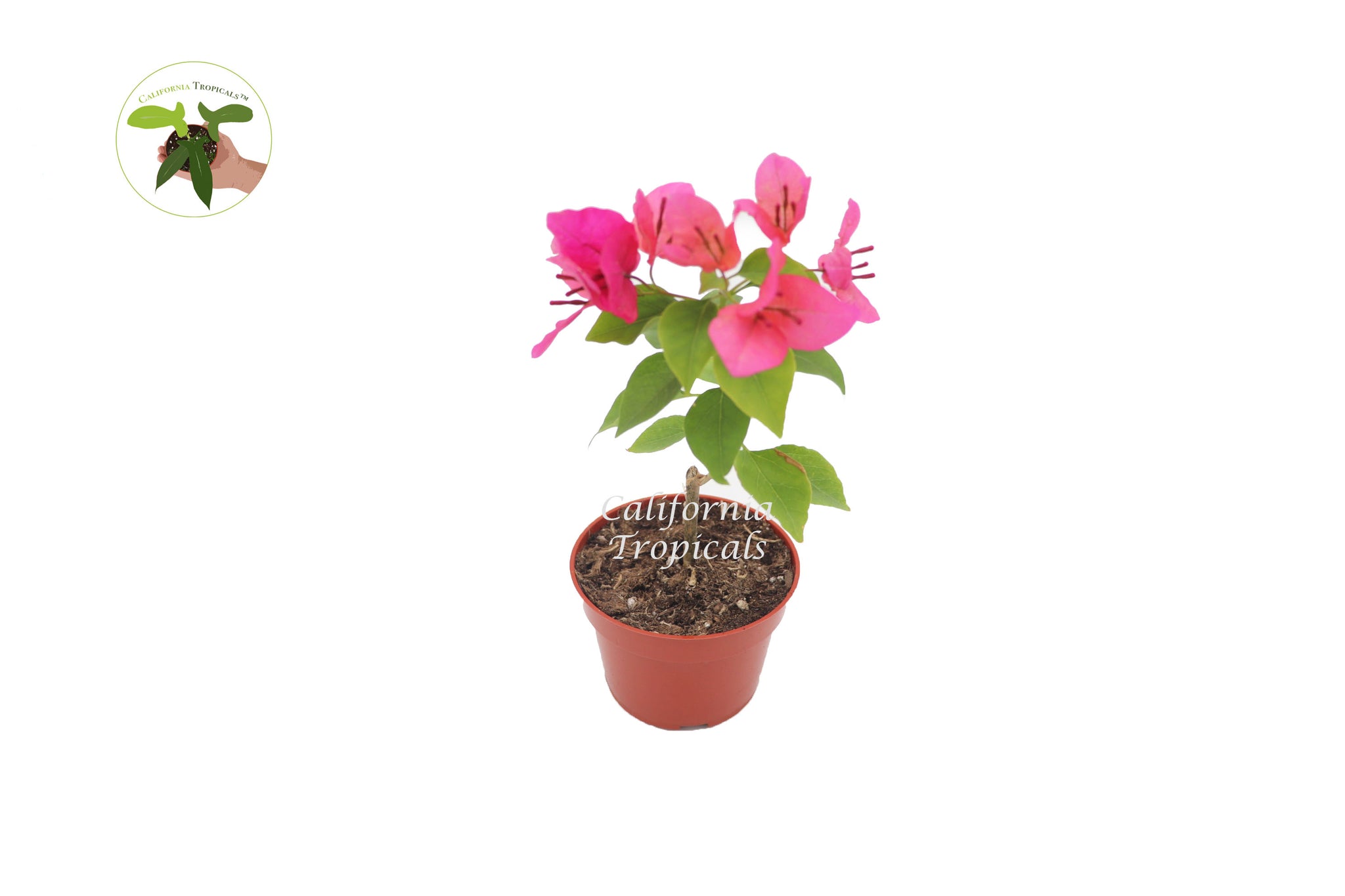 Pink Bugambilia - 4'' from California Tropicals