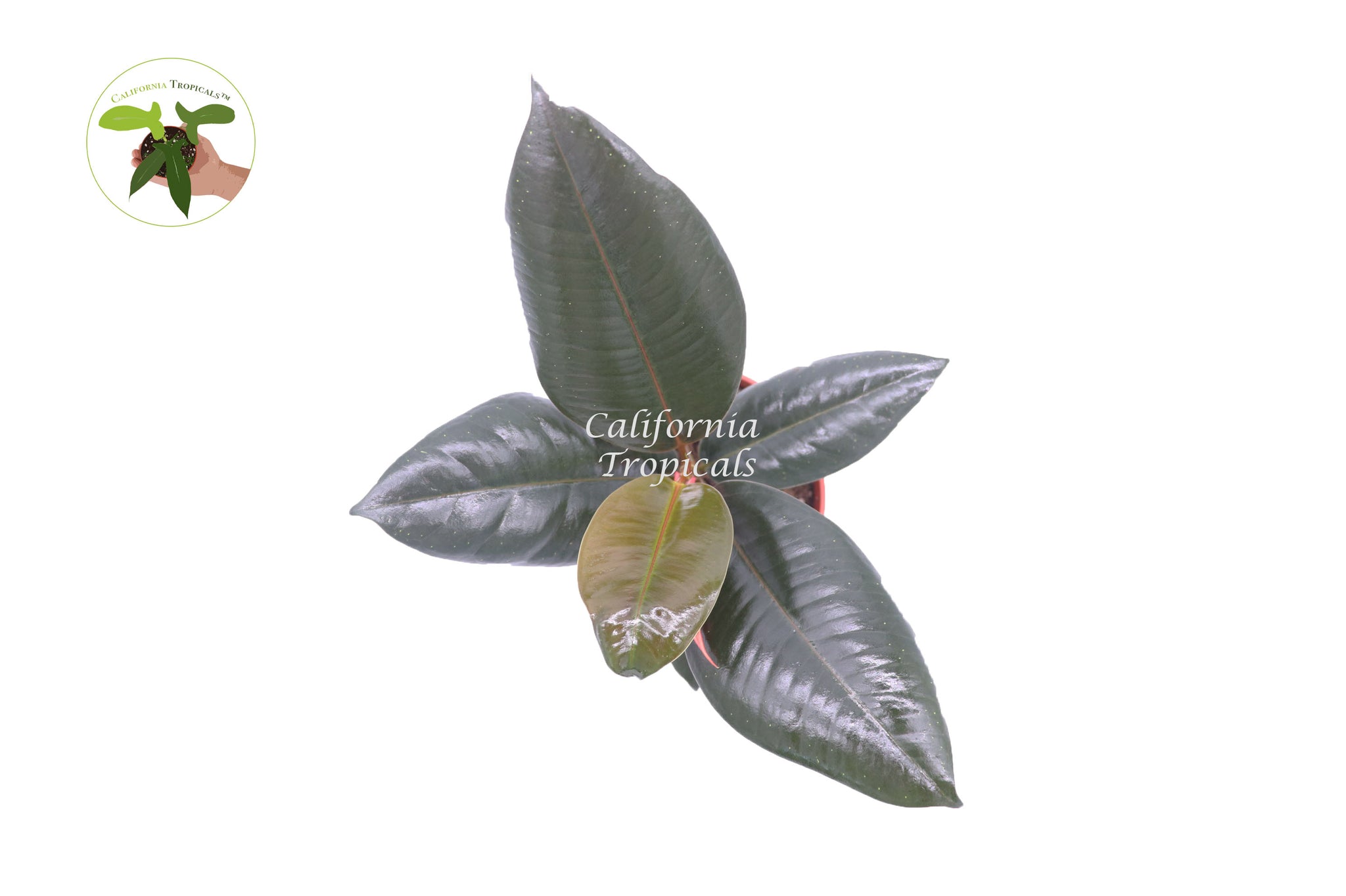 Burgundy Rubber Tree - 4’’ from California Tropicals