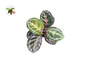 Calathea ‘Roseo Picta Illustris’ Prayer Plant - 4'' from California Tropicals