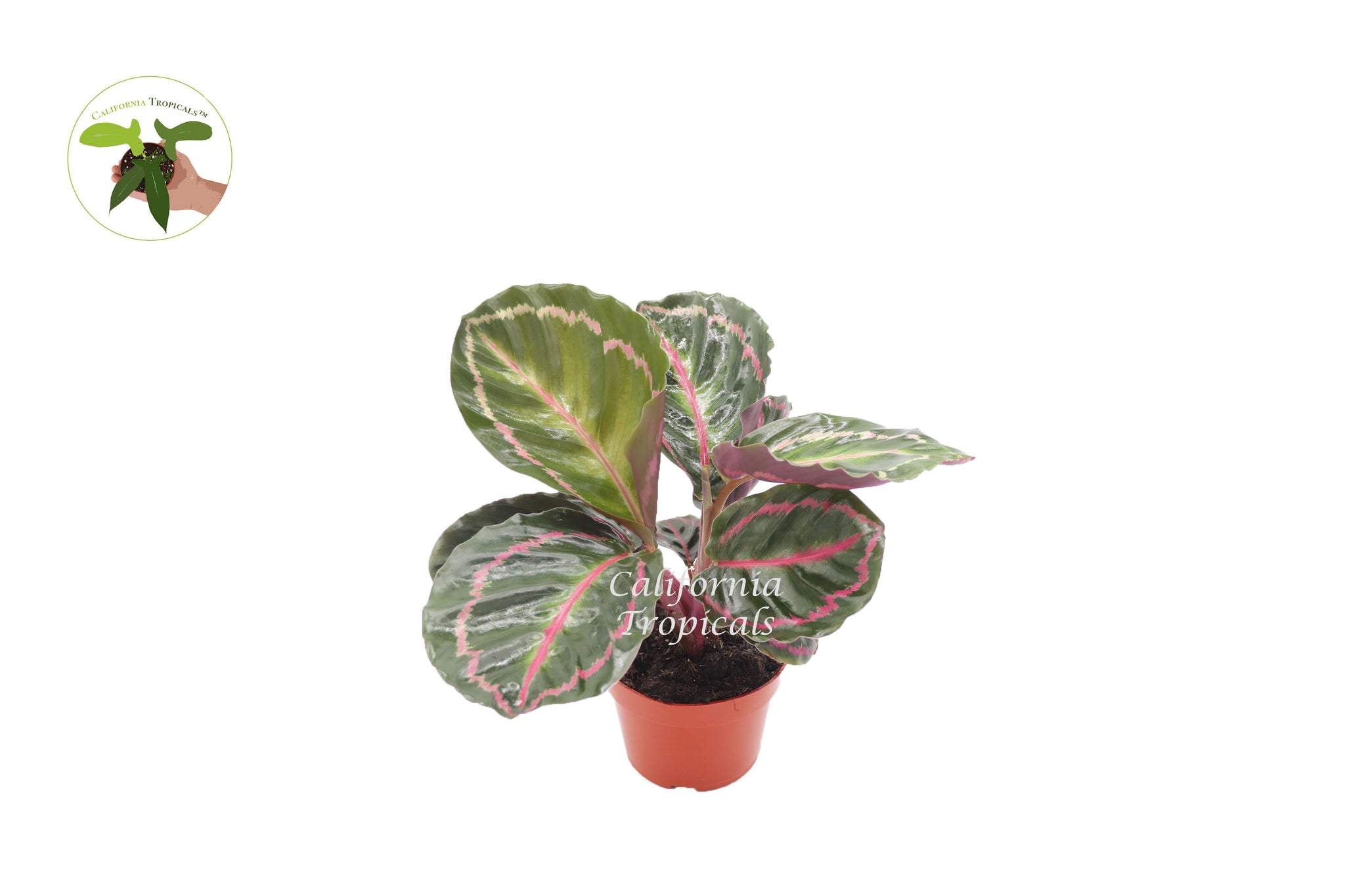 Calathea ‘Roseo Picta Illustris’ Prayer Plant - 4'' from California Tropicals