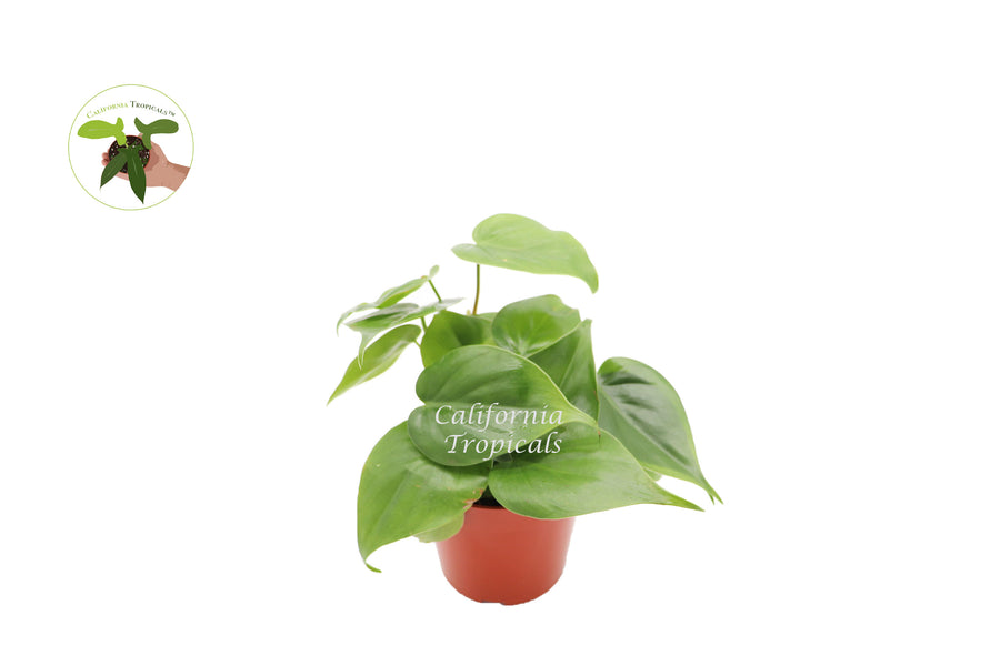 Philodendron Cordatum in a 4 inch pot, trailing foliage