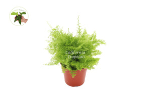 Cotton Candy Fern - 4'' from California Tropicals