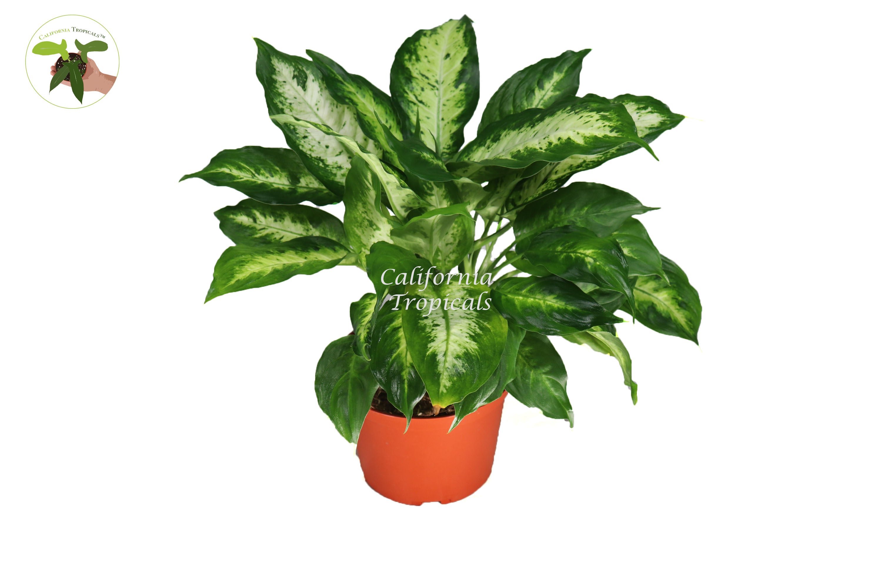 dieffenbachia compacta plant Dieffenbachia Compacta
