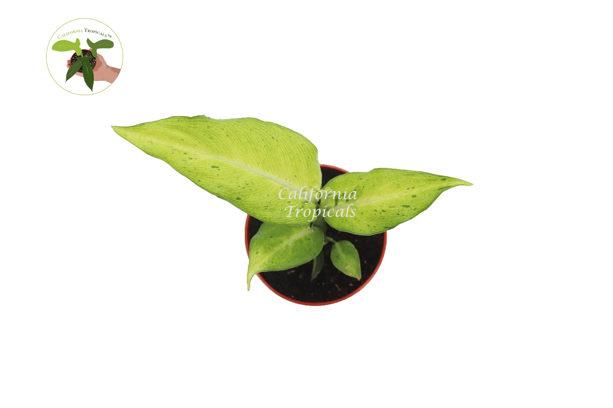 Dieffenbachia  Camouflage - 4'' from California Tropicals