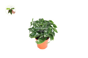 Dracaena Fragrans Twister - 4'' from California Tropicals