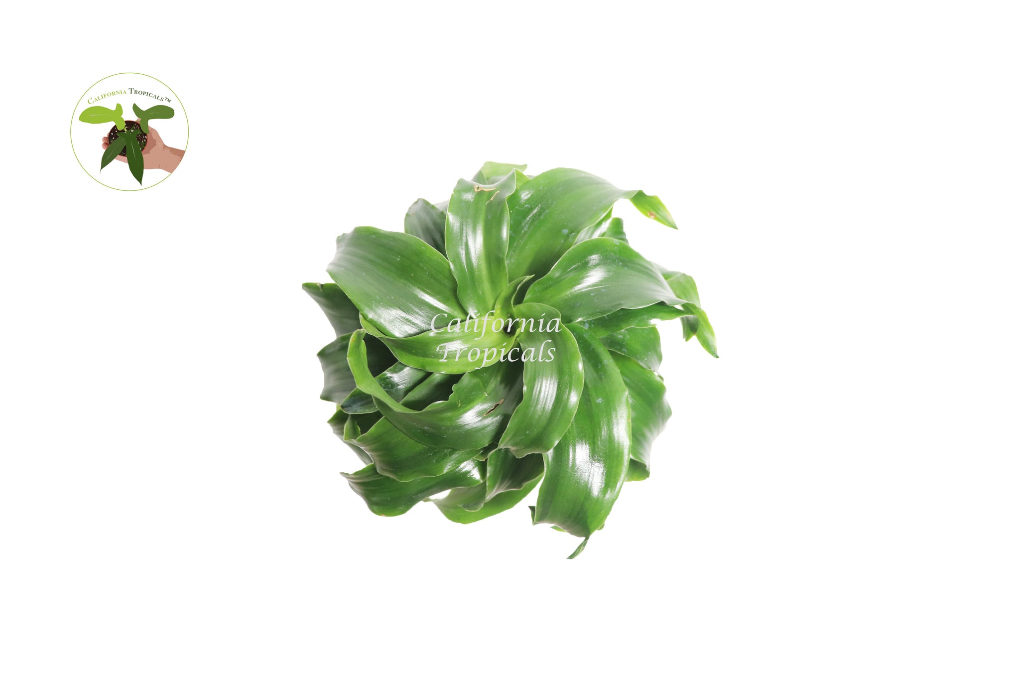 Dracaena Fragrans Twister - 4'' from California Tropicals