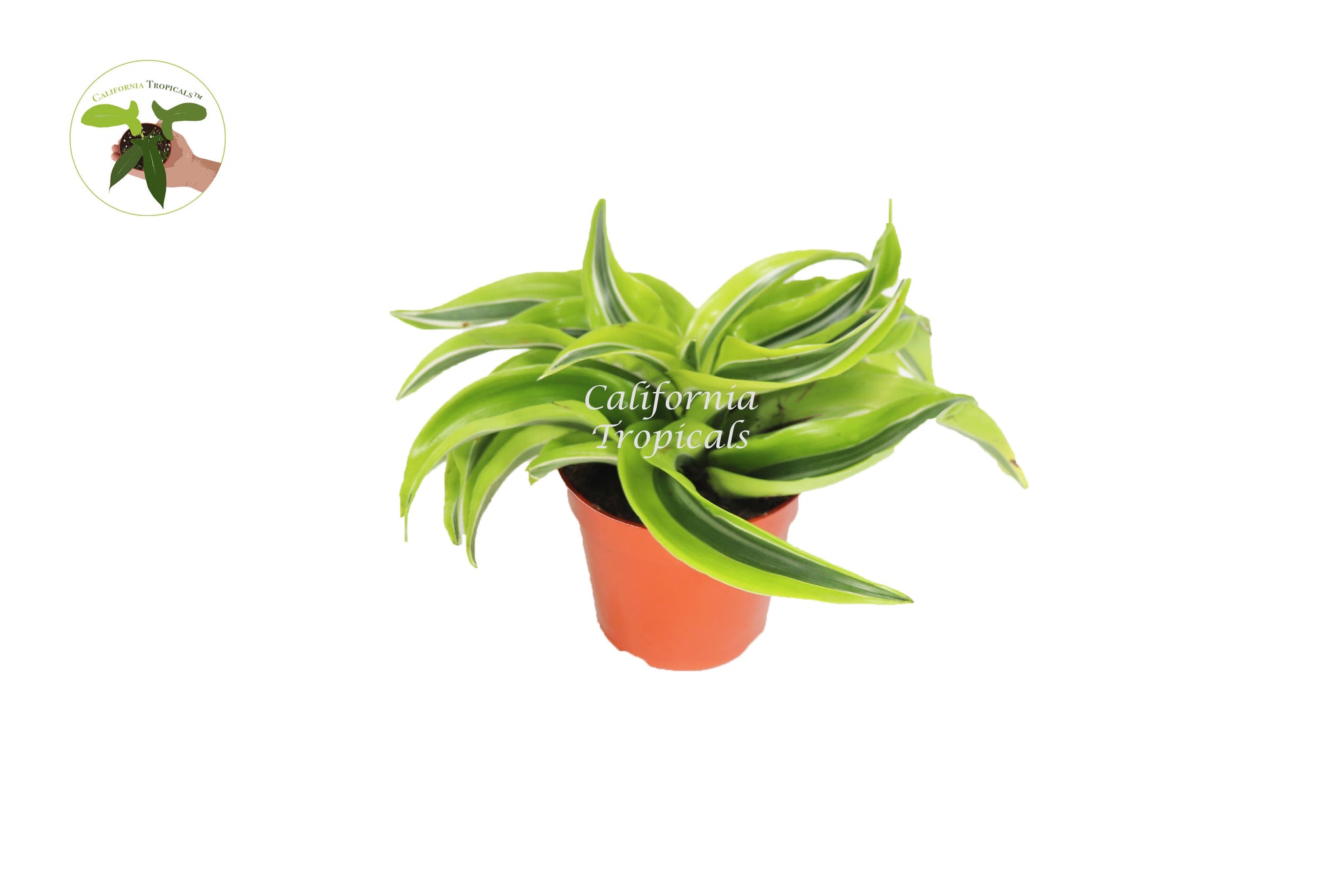 dracaena surprise Dracaena Lemon Surprise