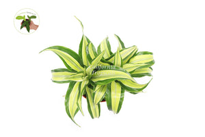 Dracaena Lime Dragon- Malaika - 6'' from California Tropicals