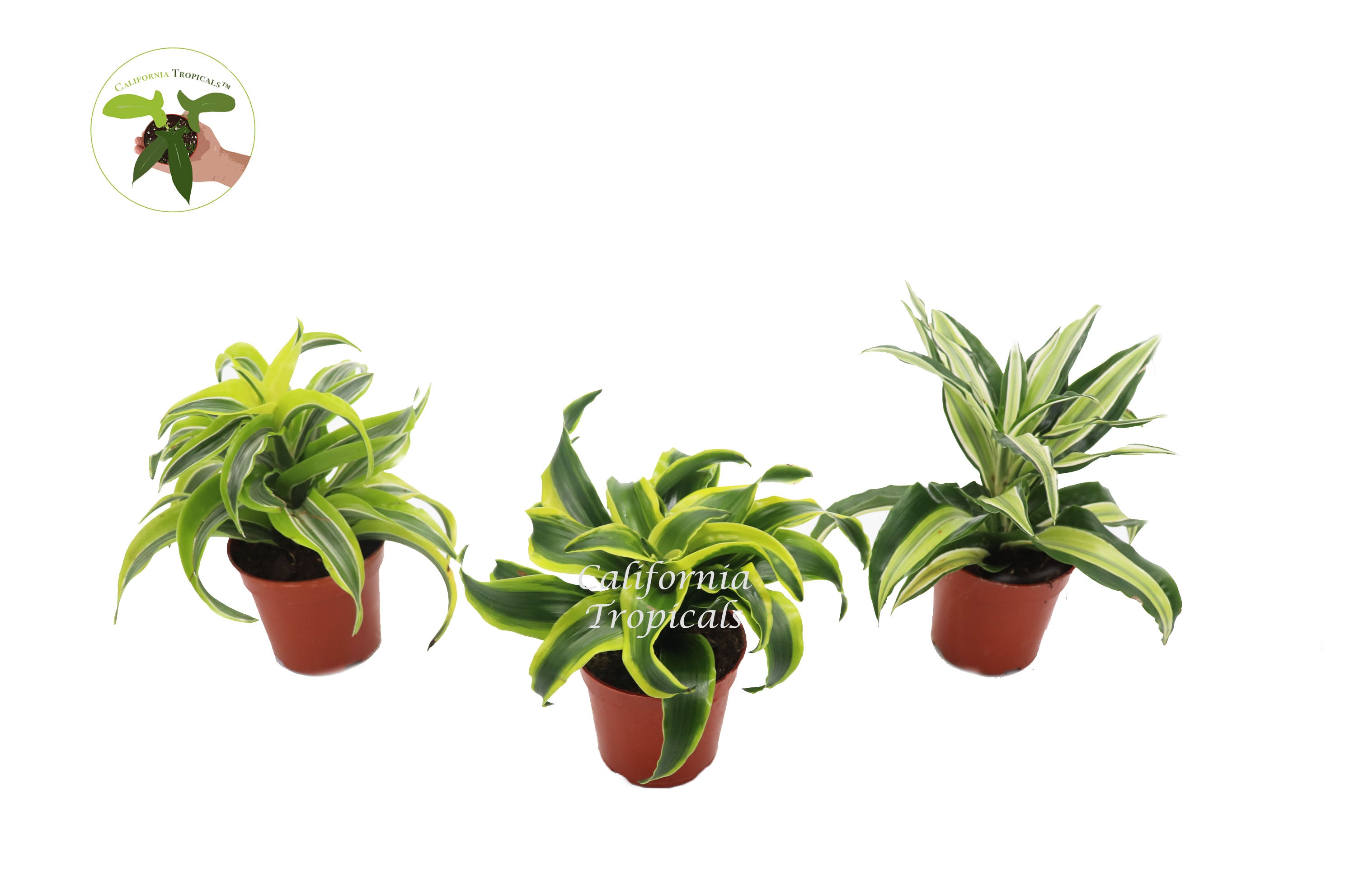 dracaena combo Dracaena Combo