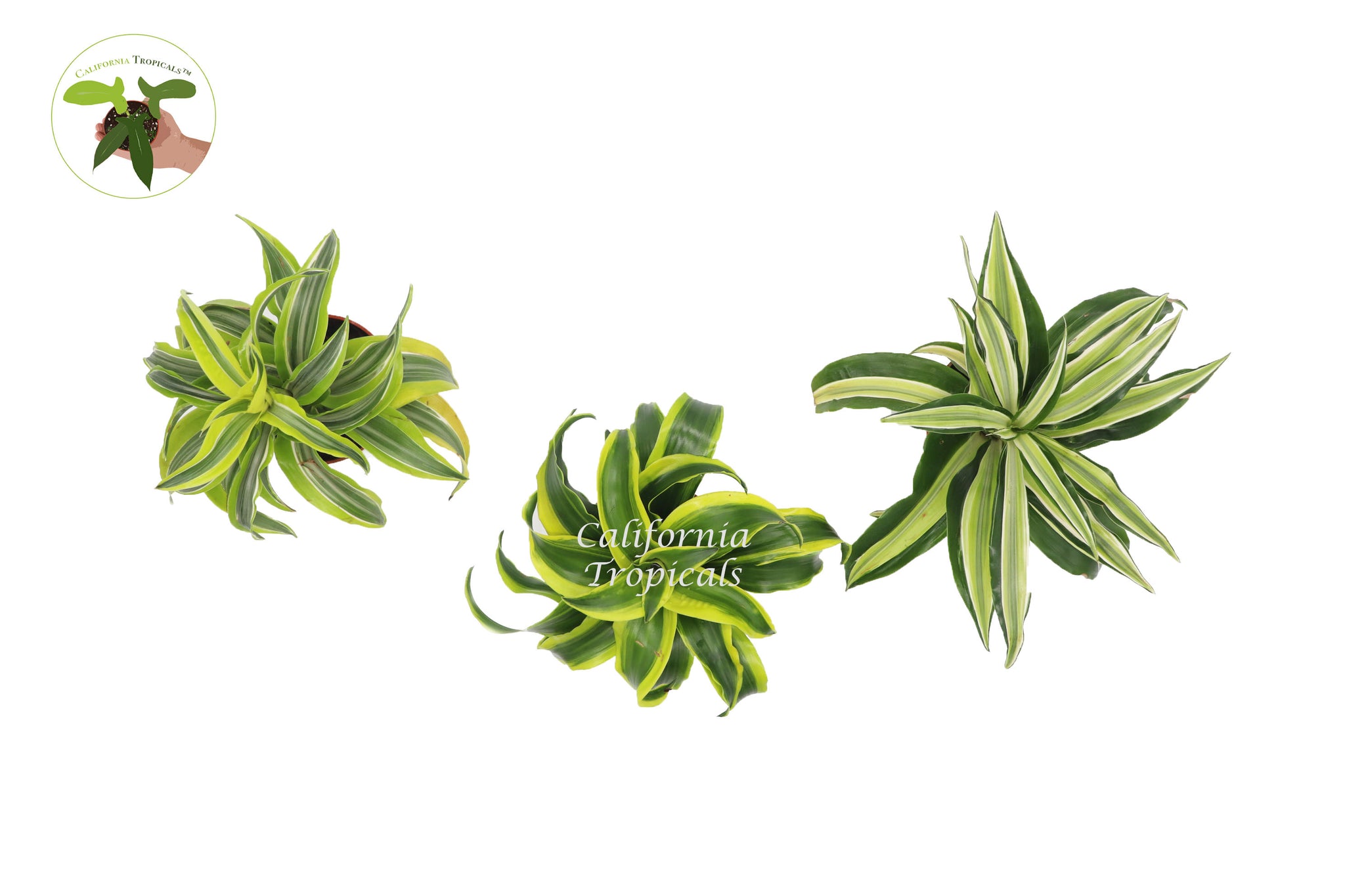 Dracaena Combo - 4'' from California Tropicals