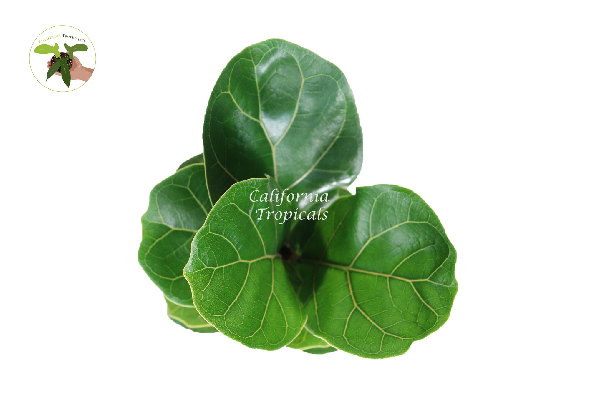 Dwarf Fiddle Leaf Fig - 4'' from California Tropicals