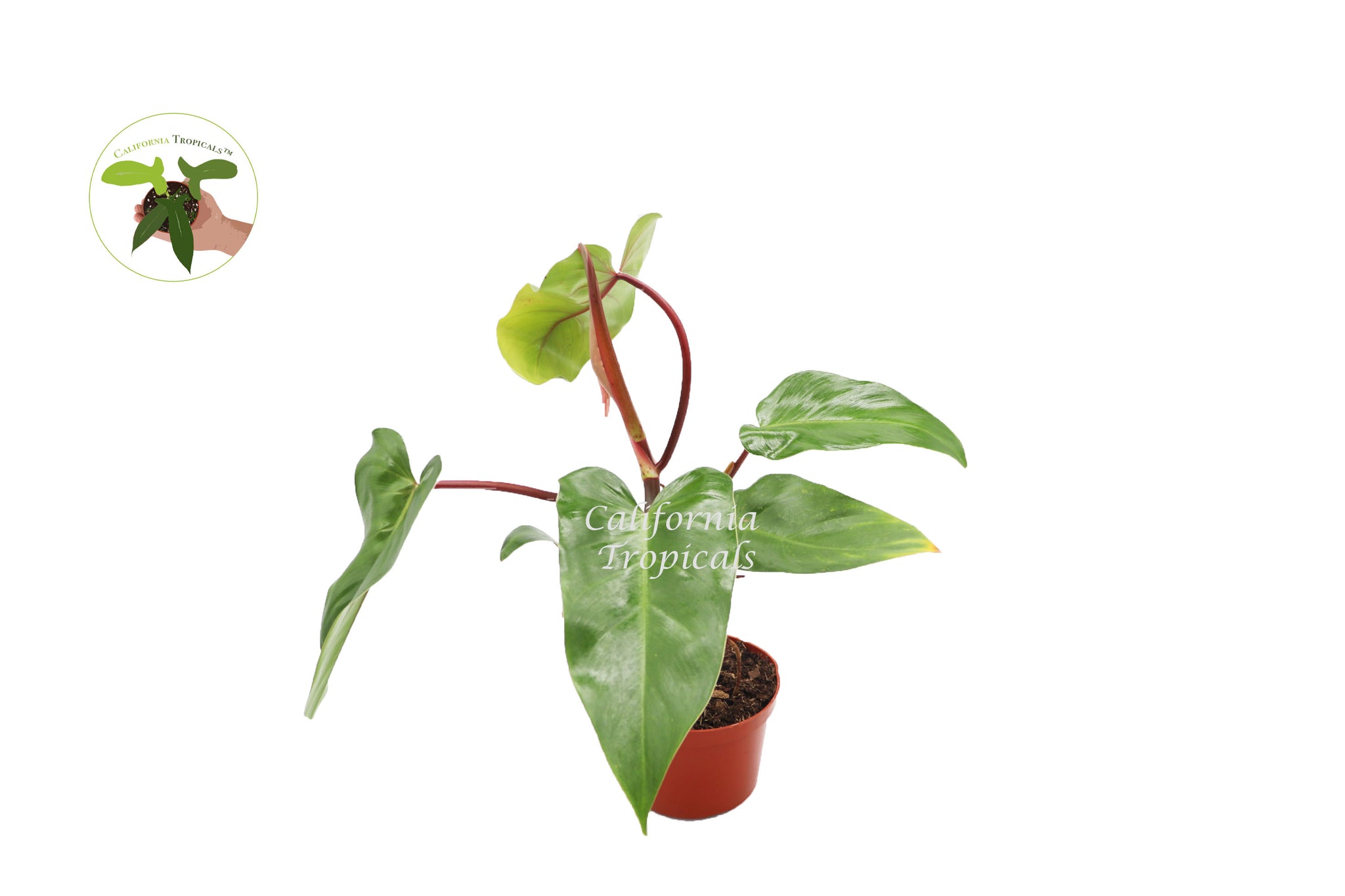philodendron emerald red Philodendron Emerald Red
