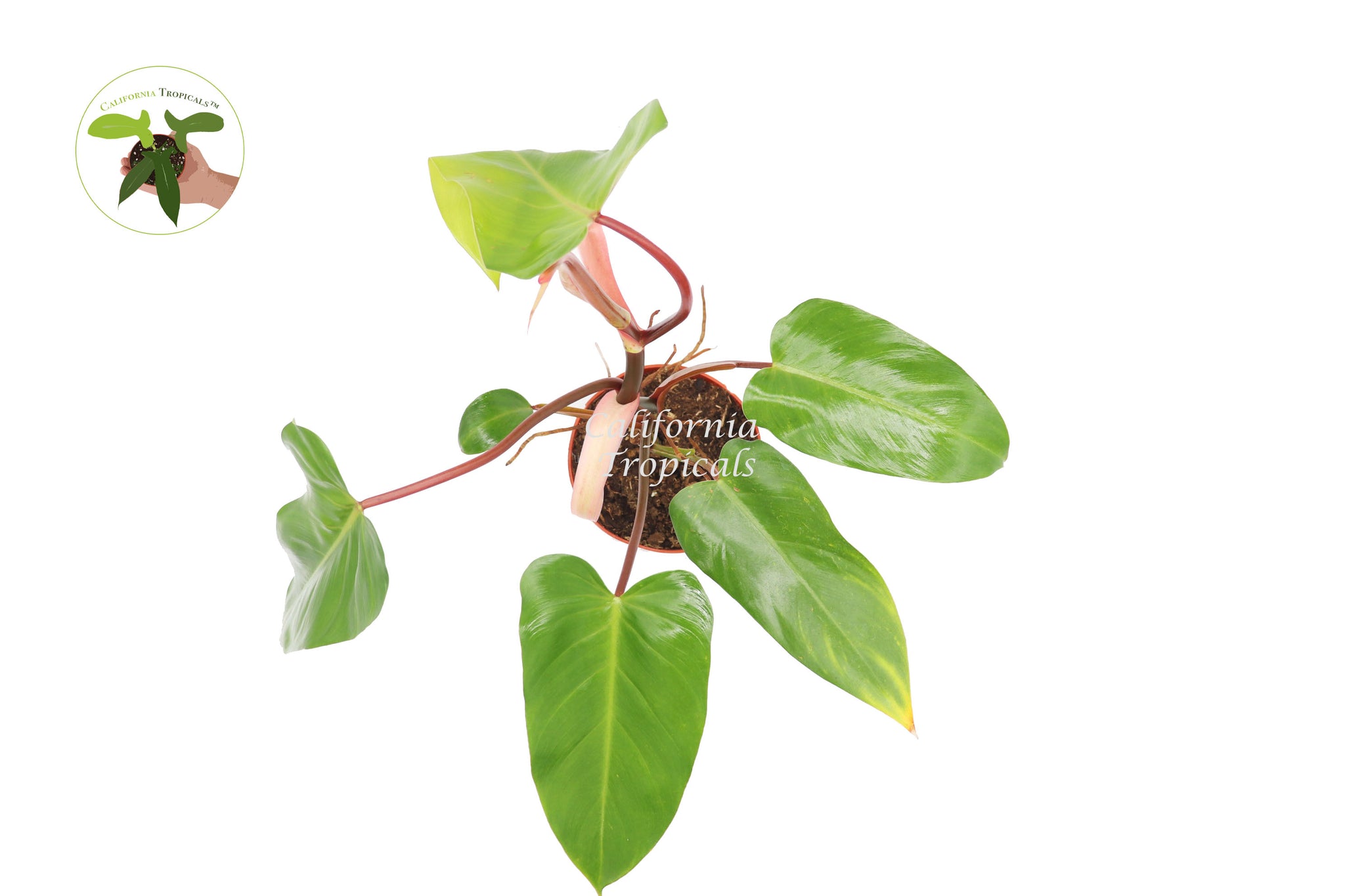 Philodendron Emerald Red - 6'' from California Tropicals