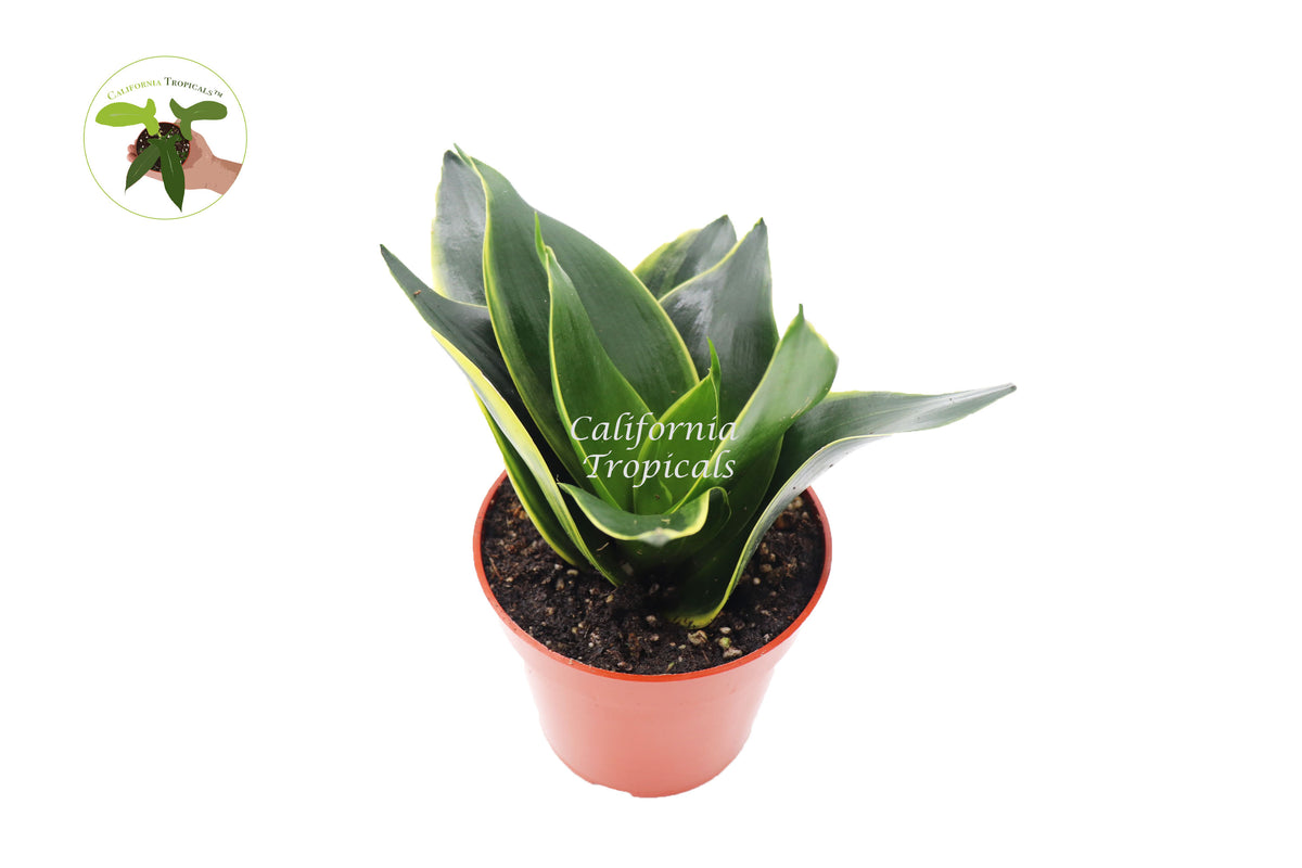 Sansevieria Emerald Star snake plant in a 4 inch nursery pot