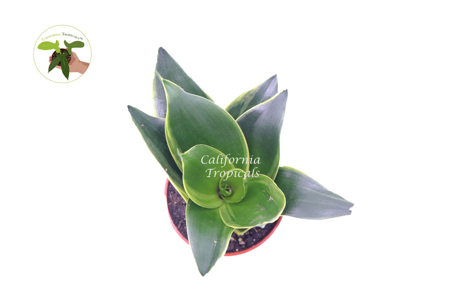 Potted Sansevieria Emerald Star foliage plant, 4 inch pot, ready for low-light indoor spaces