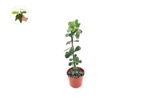 Ficus Lingua (BoxWood Fig) 4'' - from California Tropicals
