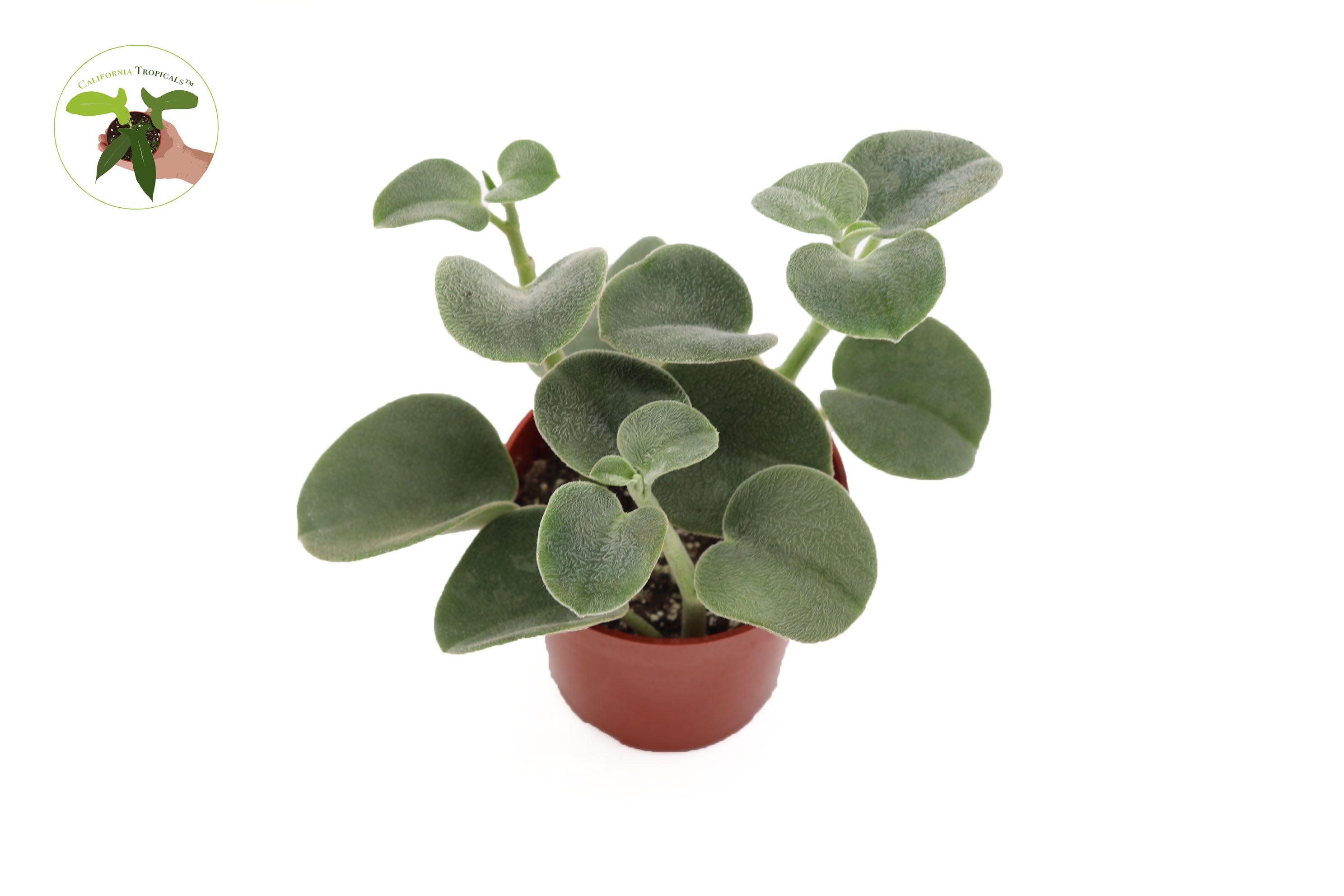 where to buy pot plants in california Peperomia Incana