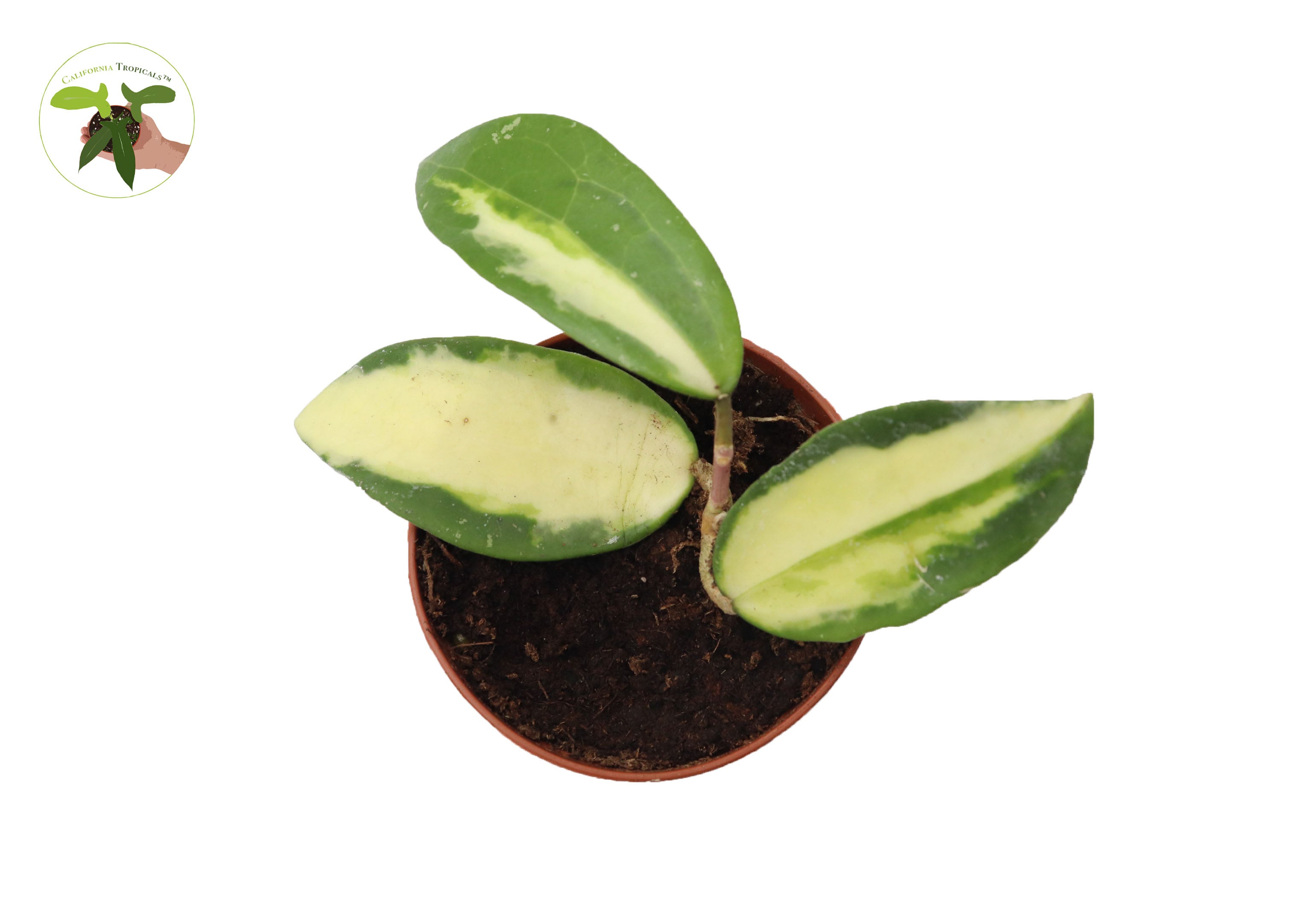 Hoya Acuta Variegata