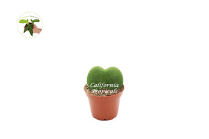 Hoya Kerrii  Single Leaf - 3" from California Tropicals