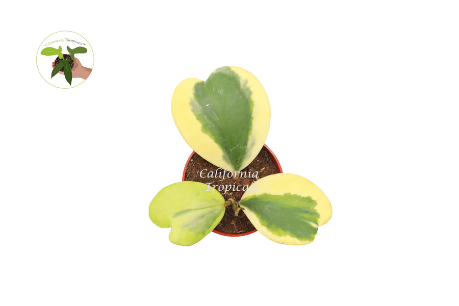 Potted Hoya Kerrii Variegated, 4-inch container
