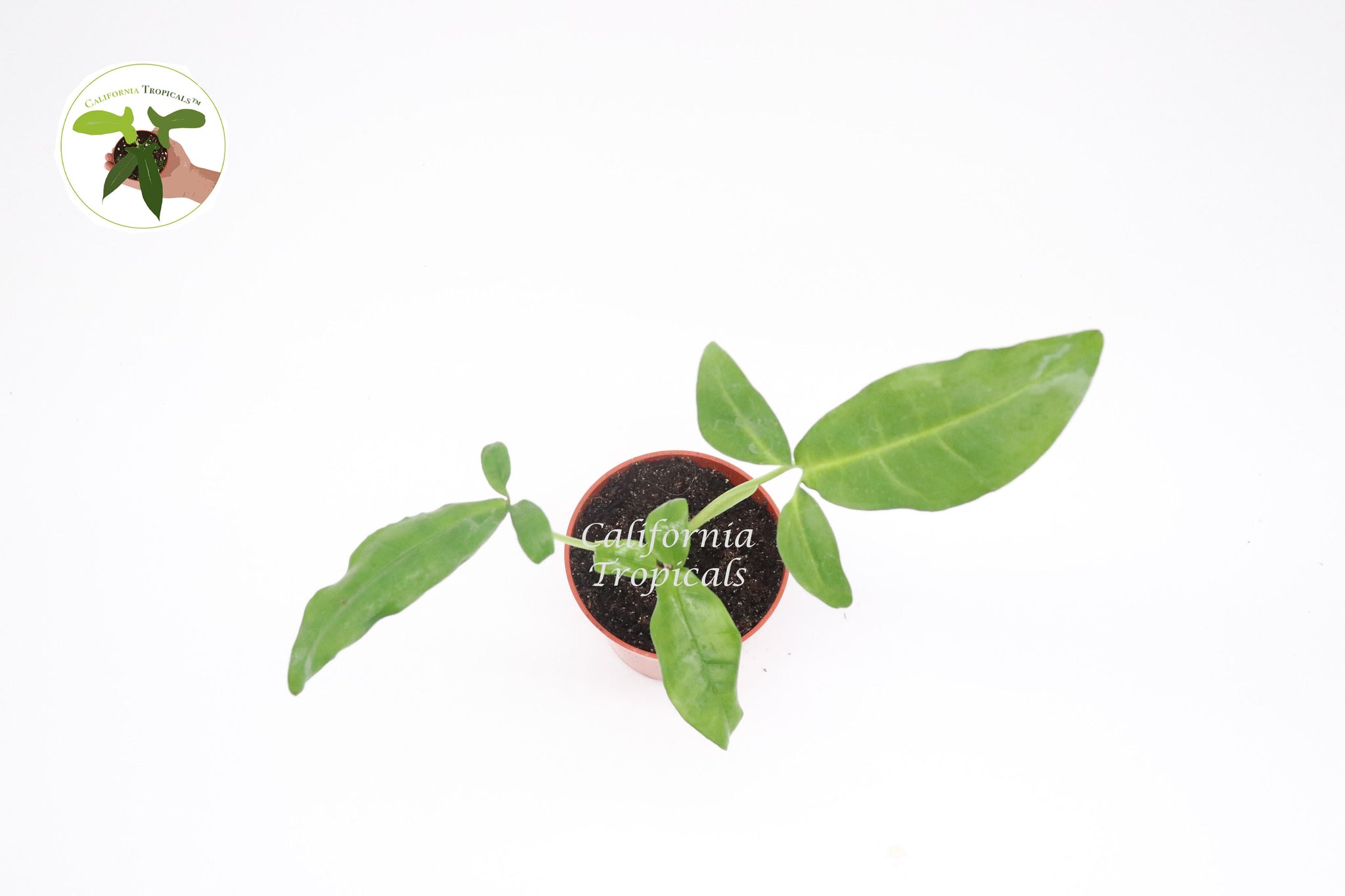 Syngonium Auritum "Tri-Leaf Wonder" 4"